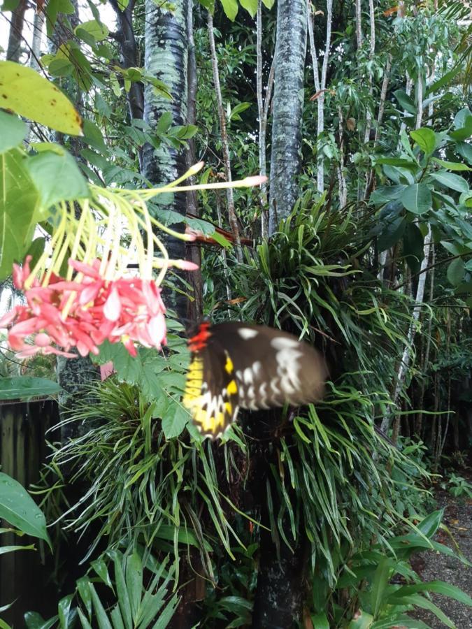 بيت شباب جيكوس باكباكرز كيرنز المظهر الخارجي الصورة Butterfly in the Butterfly House