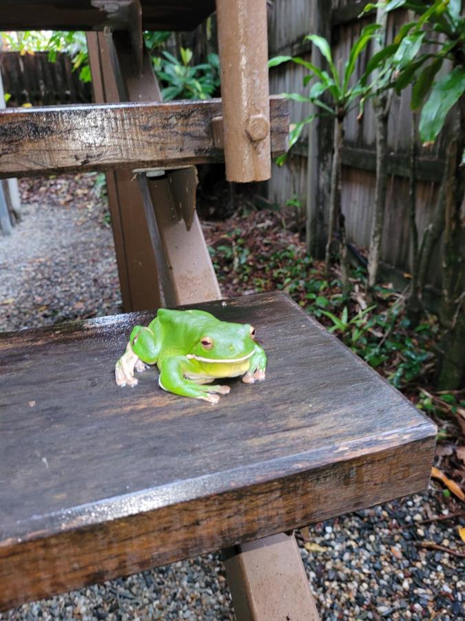 بيت شباب جيكوس باكباكرز كيرنز المظهر الخارجي الصورة A green tree frog