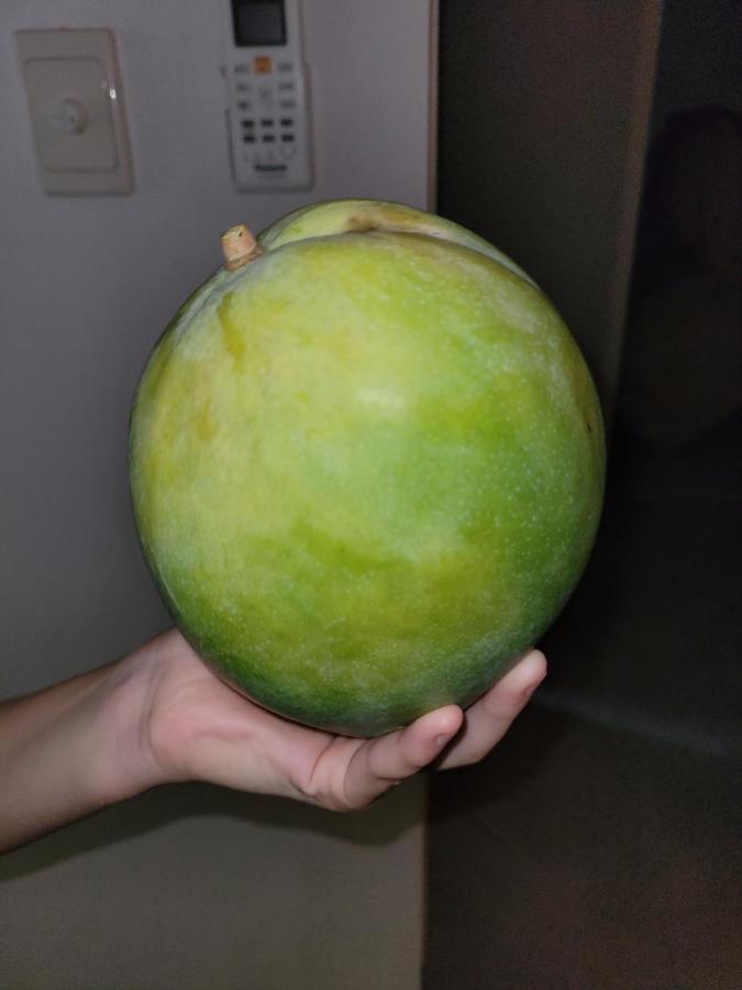 بيت شباب جيكوس باكباكرز كيرنز المظهر الخارجي الصورة An unripe mango