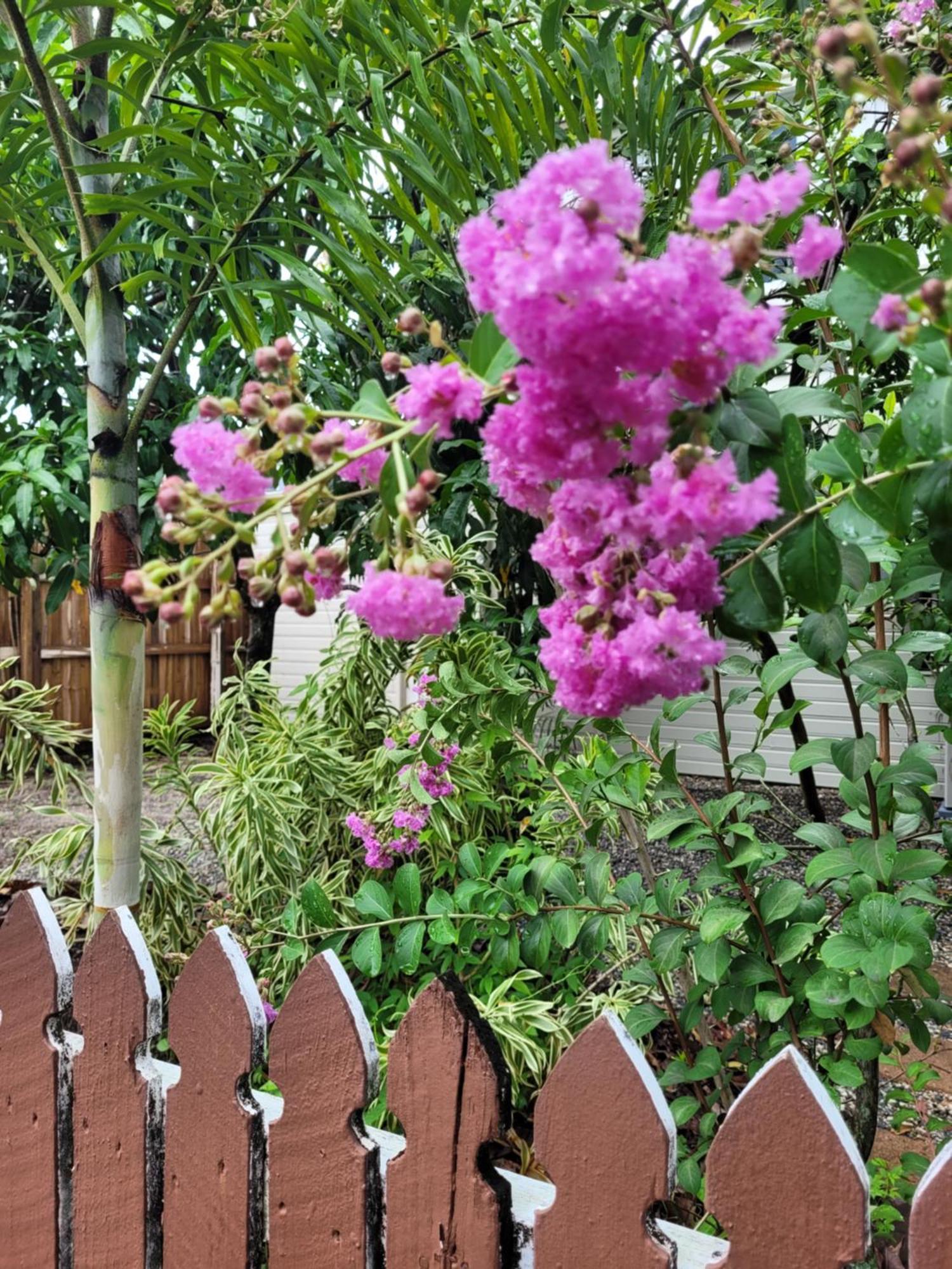 بيت شباب جيكوس باكباكرز كيرنز المظهر الخارجي الصورة Lagerstroemia speciosa